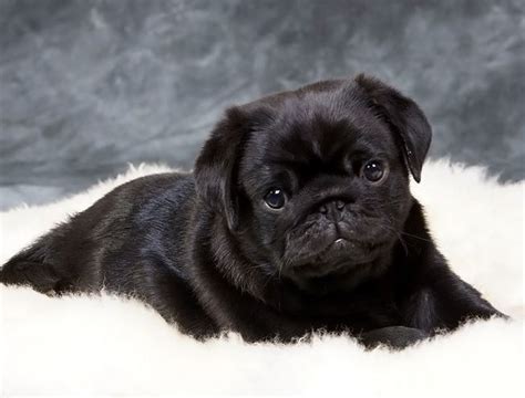 Pin on Black Pug Puppies