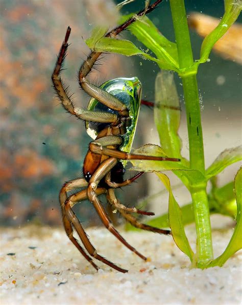 The Diving Bell and the Underwater Spider - The New York Times