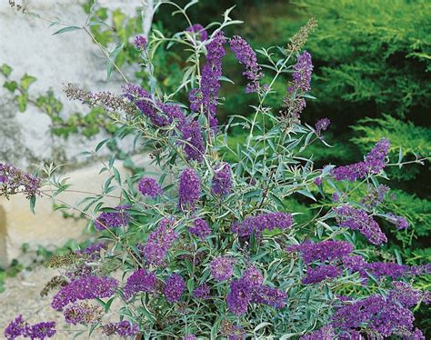 Buddleja davidii Buzz Lavender- Compact Buddleia Butterfly Bush Plant in 9cm Pot | Bush plant ...