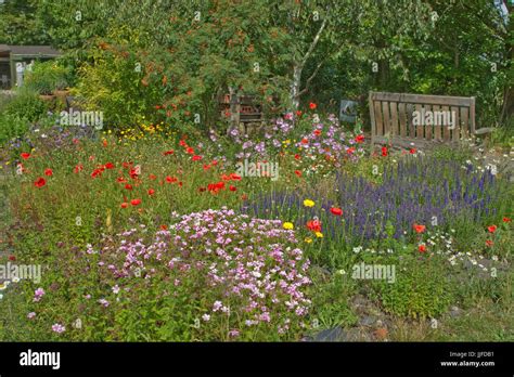 Wild summer flowers in a garden Stock Photo - Alamy