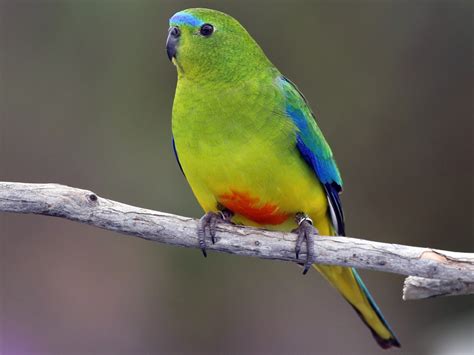 Orange-bellied Parrot - eBird