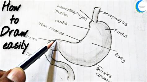 How to draw Stomach labelled diagram | Stomach diagram easily and step by step - YouTube