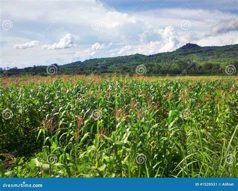 Beautiful of Wonogiri Indonesia Stock Image - Image of landscape, green: 41520531