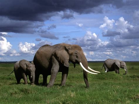 Animals: African Elephants, Amboseli National Park, Kenya, picture nr. 32922