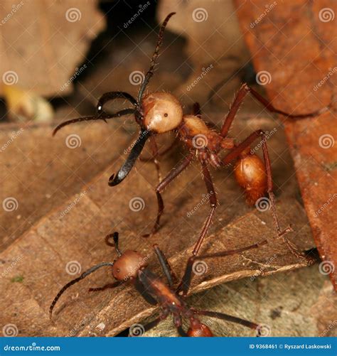 Army ants stock image. Image of park, national, henri - 9368461