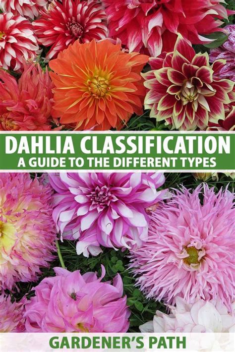 Dahlia Flower Types: A Guide to Dahlia Classification | Gardener’s Path