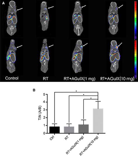 99m Tc-duramycin SPECT/CT images of the mice in control group and... | Download Scientific Diagram