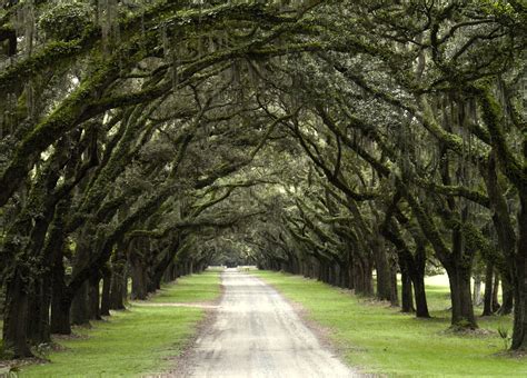 Wormsloe Historic Site - Film Savannah