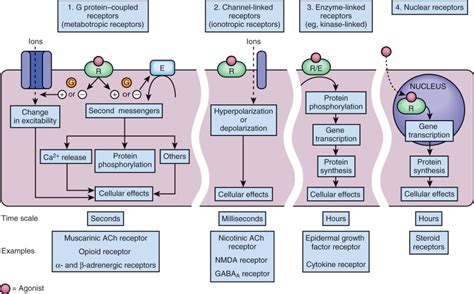 Molecular mechanisms of drug actions | Musculoskeletal Key