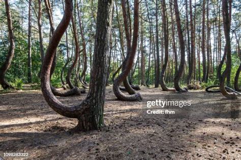 Crooked Forest Photos and Premium High Res Pictures - Getty Images