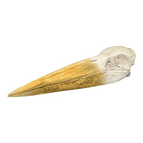 Replica Marabou Stork Skull — Skulls Unlimited International, Inc.