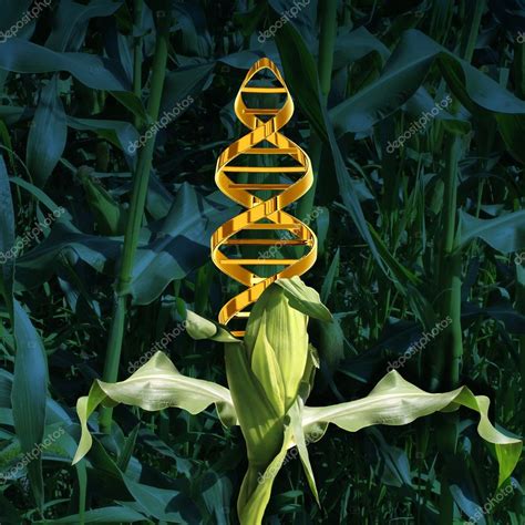 Genetically Modified Crops — Stock Photo © lightsource #77876330