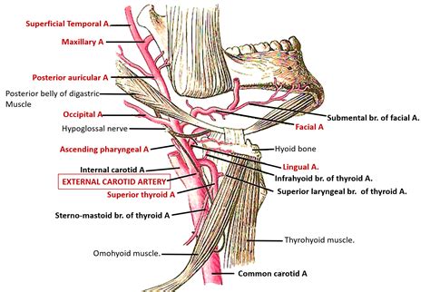 External Carotid Artery - Origin, Course and Branches