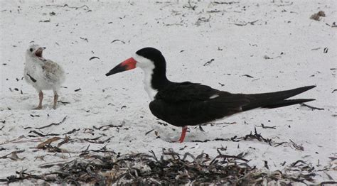 Black Skimmer Nesting Season | Clearwater, FL Patch