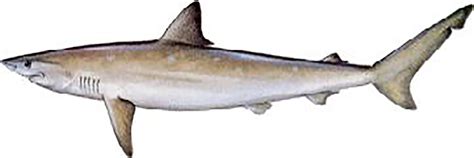 Atlantic Sharpnose Shark-Rhizoprionodon Terraenovae | FWS.gov