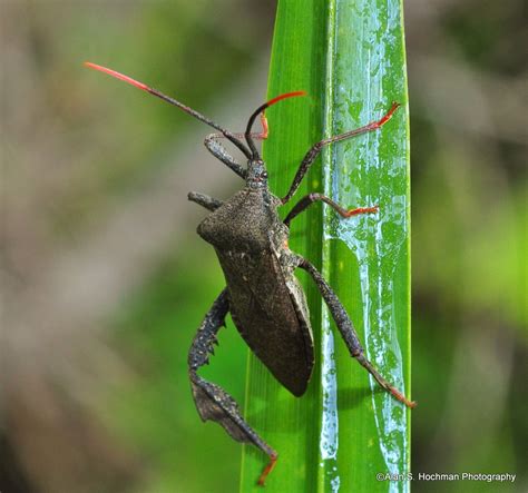 Florida Leaf-Footed Bug in Big Cypress National Reserve in Florida ...