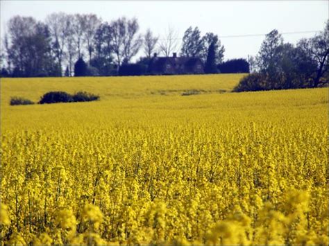 Flickriver: Photos from Ugley, England, United Kingdom