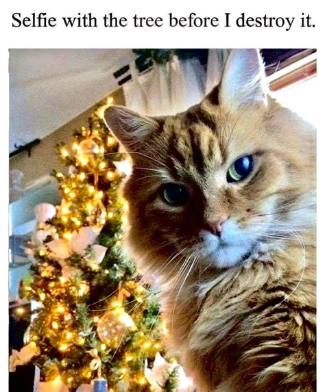 Pin by STORMY on Daily Humor | Christmas cat memes, Christmas cats ...