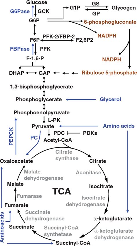 Energy metabolism in the liver. | Semantic Scholar