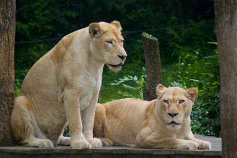 African Lion | African Lions at the Cincinnati Zoo | Jason Miklacic | Flickr