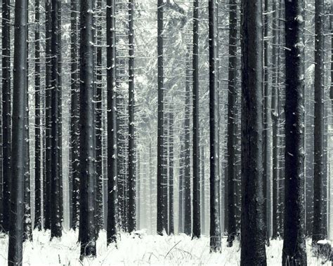 Winter Forest Desktop Wallpapers - Top Free Winter Forest Desktop ...