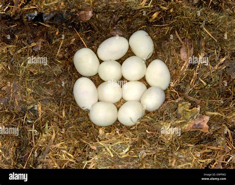 Grass Snake Eggs - Natrix natrix Stock Photo - Alamy