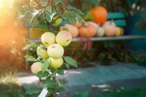 Columnar Apple Trees Growing and Care - Minneopa Orchards