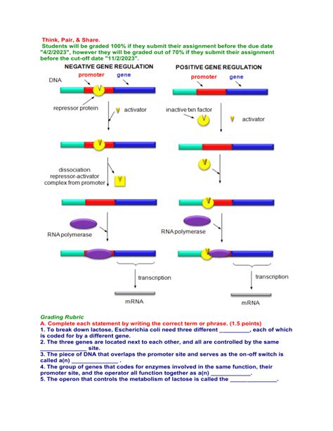 Gene regulation worksheet