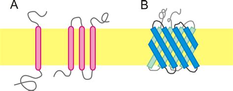 3.2: Cell Membranes - Biology LibreTexts