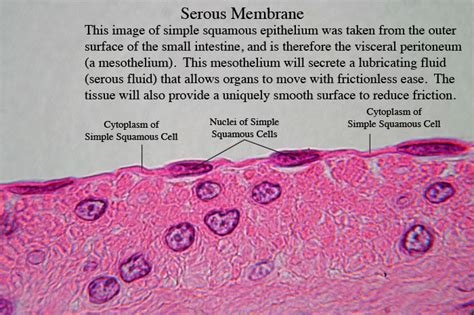 Serous Membrane