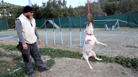 Bull terrier agility and springpole training - YouTube