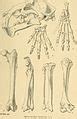 Category:Hoplophoneus fossils - Wikimedia Commons