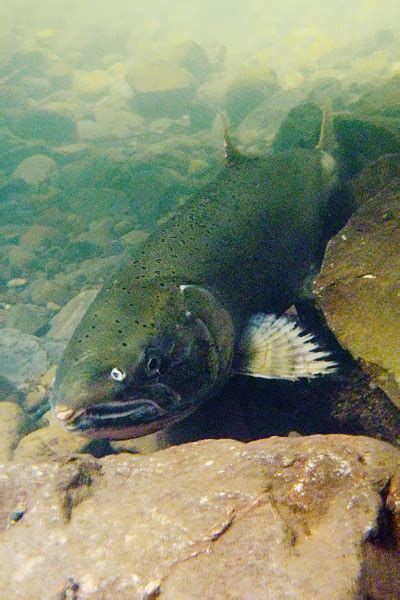 Coho Salmon: Habitat and Climate Matter (U.S. National Park Service)