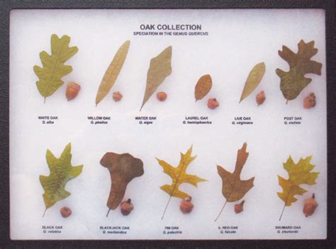 Oak Tree Acorn Identification Chart
