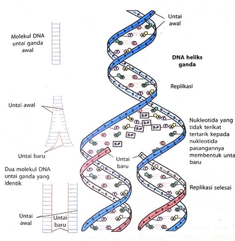 Mengenal Proses Replikasi DNA