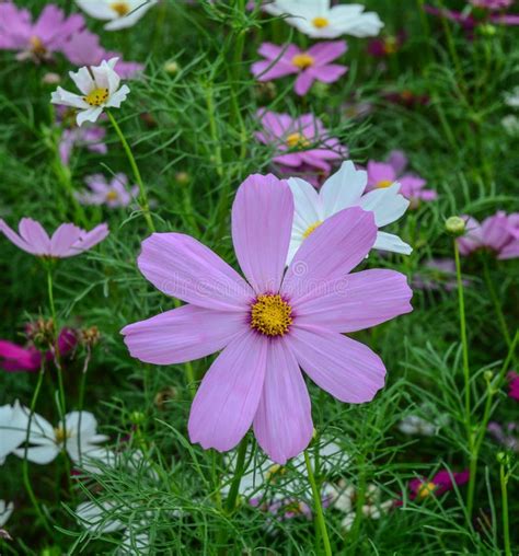 Purple Cosmos Flower Blooming at Garden Stock Image - Image of pink ...