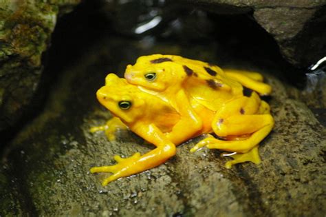 Hin's Photo Corner: ABC Wednesday -- Yellow Frog