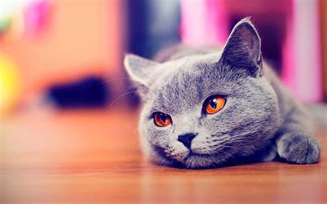 Cute Kitty Cat HD desktop wallpaper : Widescreen : High Definition : Fullscreen