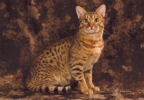 Ocicat - Water-Coloured Eyes Cattery