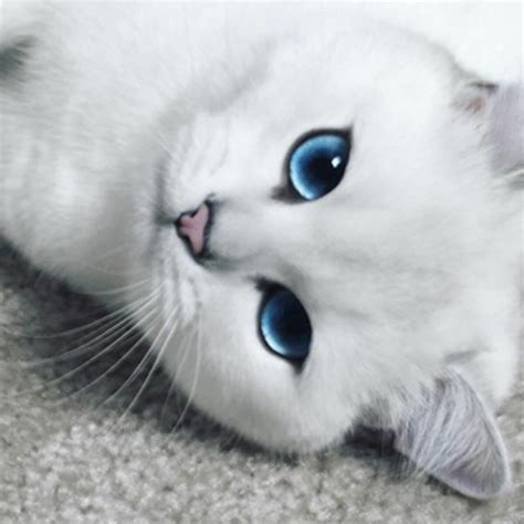 25 Mèo trắng dễ thương cute white cats with blue eyes Cập nhật mới nhất