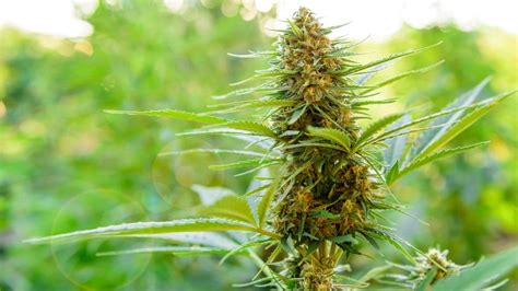 The Benefits of Growing Marijuana Outdoors | Leafbuyer