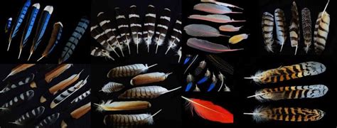 Bird Feather Identification Guide - Waking Up Wild | Waking Up Wild | Feather identification ...