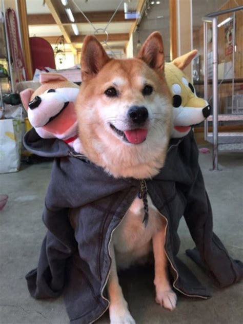 Cerberus Dogs: Funny Three-Headed Dog Halloween Costume