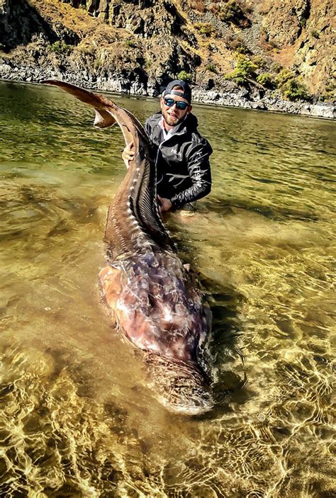 Sturgeon Fishing Guides - Hells Canyon & Columbia River Sturgeon