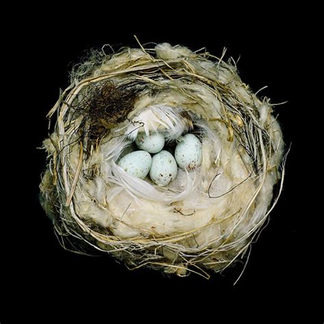 The Art of the Bird’s Nest | Smithsonian