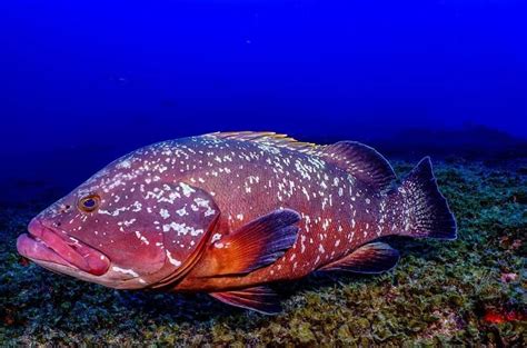 Red Grouper Fishing