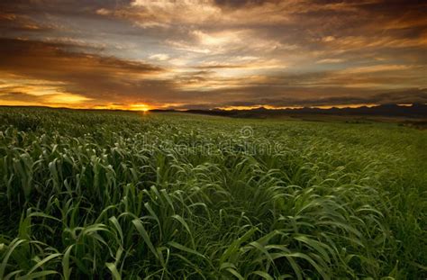 Grass field sunset stock photo. Image of cloud, field - 25648604