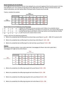 Dihybrid Cross Worksheet