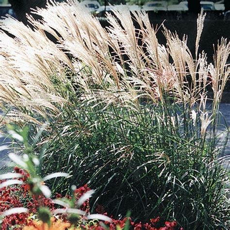 Fire Dragon Maiden Grass ( miscanthus ) | New Life Nursery