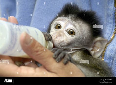 Baby Java Macaque Monkey sips milk formula from a bottle Stock Photo: 3072890 - Alamy